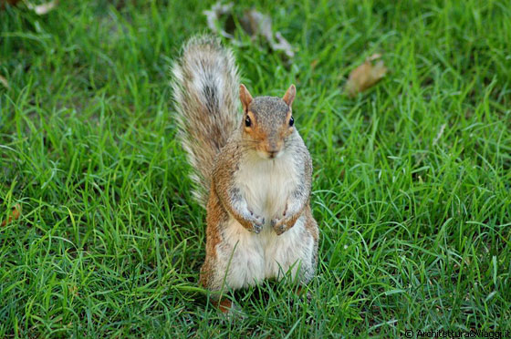 FLATIRON DISTRICT - Uno scoiattolino nei giardini di Madison Square Park