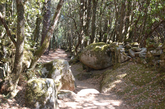 PIANU DI LEVIE - Il percorso ombroso per raggiungere i siti archeologici di Cucuruzzo e Capula