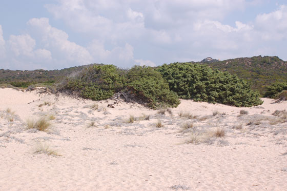 PLAGE D'ERBAJU - Solo sole, mare e tanta spiaggia, in contrasto con l'affollata Roccapina
