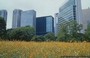 TOKYO GINZA. Dai campi fioriti dei Giardini di Palazzo Hama spiccano sullo sfondo i grattacieli di Shiodome