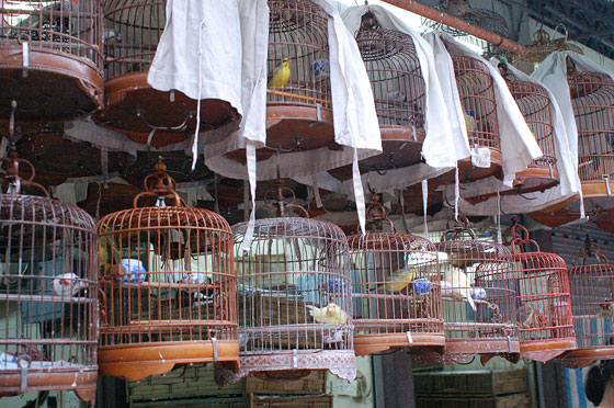 MERCATO DEGLI UCCELLI MONG KOK - Tanti diversi uccelli canori in gabbiette dallo stile orientaleggiante