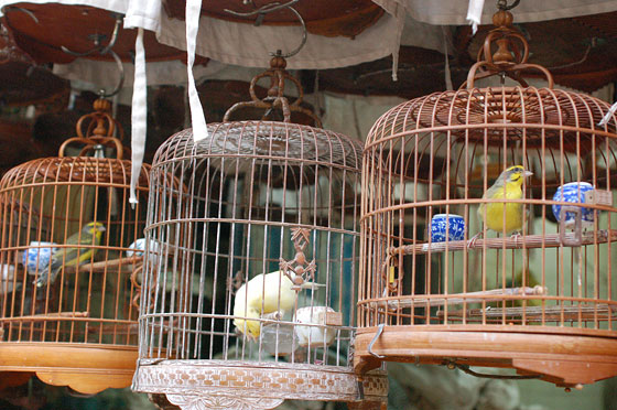 MONG KOK - Il Giardino degli Uccelli