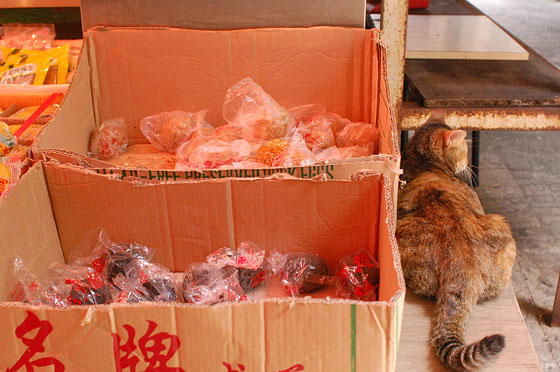 WAN CHAI - Un gatto vicino alla merce in un mercatino di Wan Chai