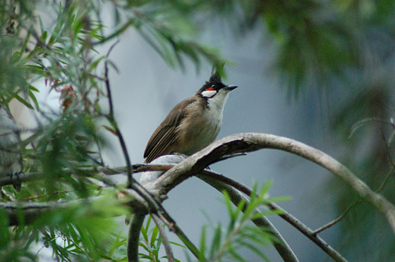 CHATER GARDEN - Un grazioso uccellino dal canto melodioso