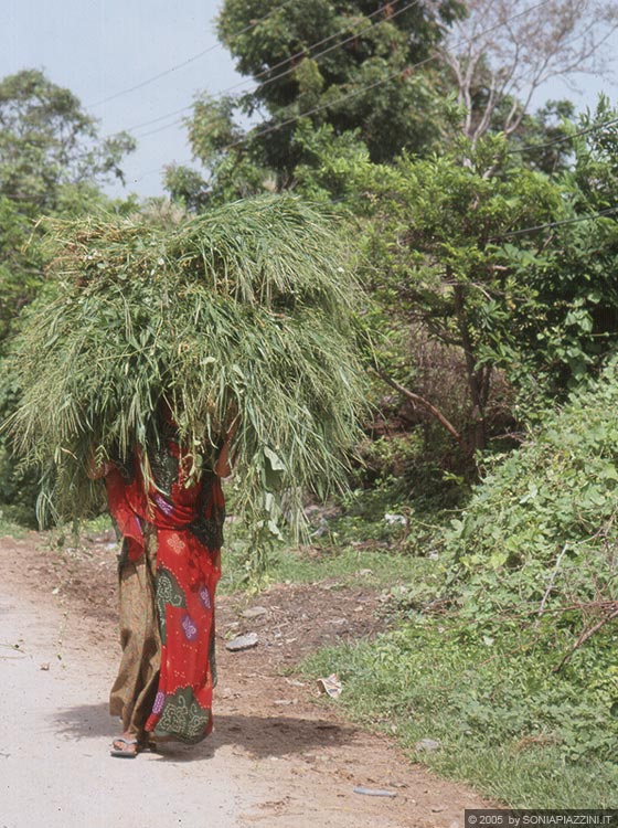 RAJASTHAN MERIDIONALE - Verso Kumbhalgarh e Ranakpur - le campagne: donne al lavoro nei campi