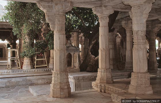 RANAKPUR - Chaumukha Temple (Tempio delle quattro facce) - nel patio l'albero secolare con il possente tronco spicca tra le colonne monolitiche
