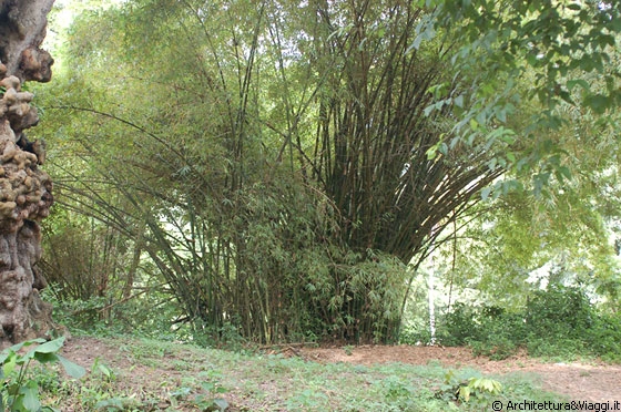 PARCO NAZIONALE HENRI PITTIER - Un bell'esemplare di bamboo - sono così diversi da quelli giapponesi, sembrano a grappoli