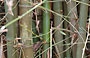 CHUAO. Canne di bamboo - il bamboo è presente in molte zone del parco