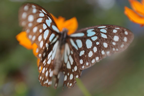 JUNGLE BEACH - Francesco con calma e pazienza riesce a fotografare questa bellissima farfalla 