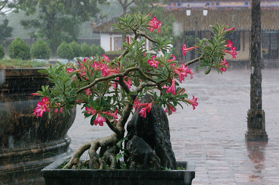 VIETNAM CENTRALE - Città Imperiale di Huè: particolare del cortile su cui si affacciano le Sale dei Mandarini