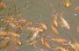 HUE'. Città Imperiale: pesci rossi nel laghetto sotto il ponte Trung Dao 