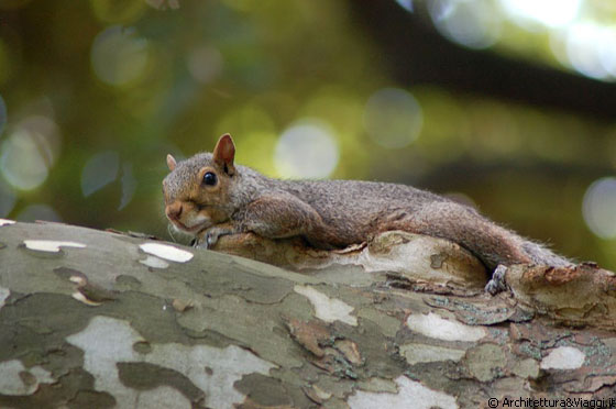 CENTRAL PARK - Uno scoiattolino su un ramo