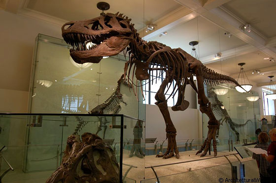 UPPER WEST SIDE - L'American Museum of Natural History in Central Park West (79th St), è noto per le tre grandi sale dedicate ai dinosauri