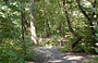 CENTRAL PARK. The Ramble, una lussureggiante area verde frequentata dagli appassionati di birdwatching, ubicata tra The Great Lawn e The Lake
