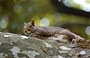 CENTRAL PARK. Uno scoiattolino su un ramo