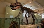UPPER WEST SIDE. L'American Museum of Natural History in Central Park West (79th St), è noto per le tre grandi sale dedicate ai dinosauri