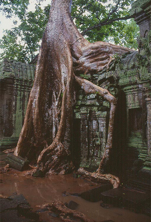 TA PROHM - Una gigantesca e possente radice avviluppata attorno ai muri del tempio