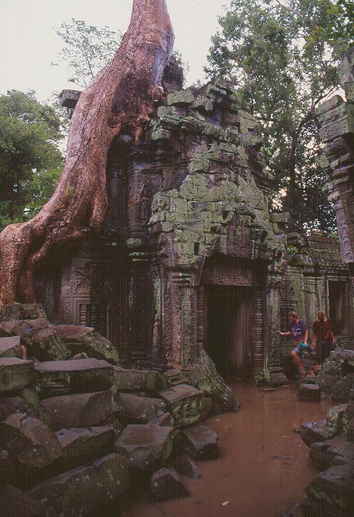 ANGKOR - Ta Prohm - le gigantesche radici avviluppate attorno alle strutture del tempio e il muschio sui bassorilievi