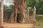 ANGKOR. Ta Som - l'albero gigantesco si è impossessato del gopura orientale