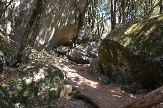PIANU DI LEVIE - L'ombroso percorso tra rocce megalitiche che da Cucuruzzo conduce a Capula