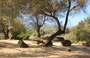 LA COSTA DEL SUD-OVEST. Il bel paesaggio della campagna di Filitosa tra scavi e resti megalitici