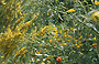 NORMANDIA - GIVERNY. Casa Museo di Claude Monet - composizioni di fiori e piante di diverso colore