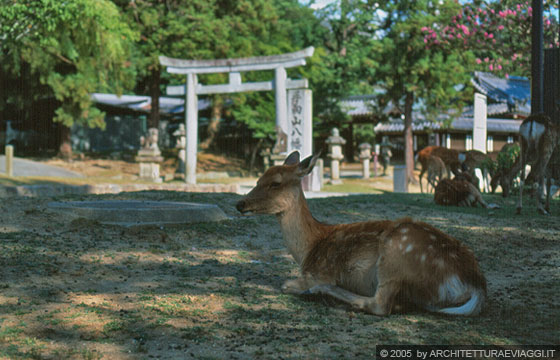 NARA-KOEN - Due simboli sacri, il cervo e il torii del Tamukeyama Hachimangu Shrine