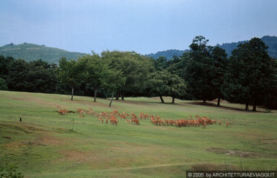 NARA - Tornando al Nara-koen: un branco di cervi nella quiete del parco