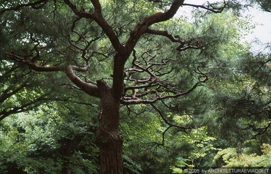 KYOTO CENTRO - CASTELLO NIJO-JO - Gli splendidi alberi del Ninomaru Palace Garden