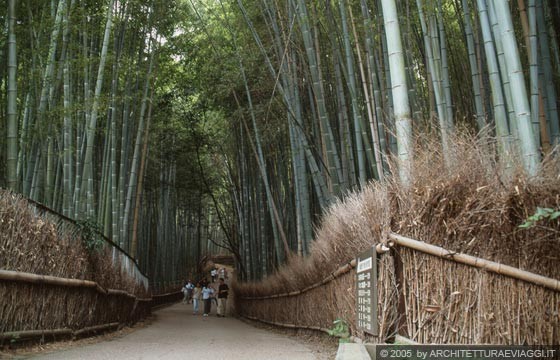 KYOTO - ARASHIYAMA  - Il boschetto di bambù nei pressi del TENRYU-JI TEMPLE