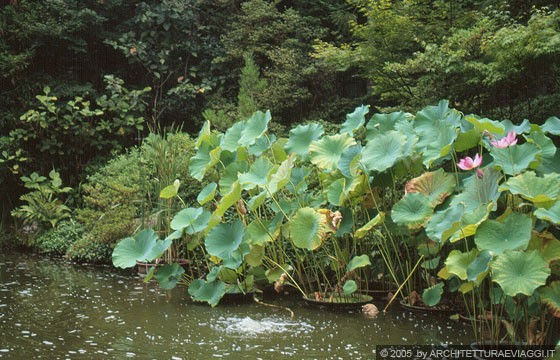 KYOTO NORD-OVEST - TAIZO-IN-TEMPLE - piante acquatiche nello stagno di questo elegante giardino di passaggio