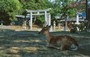 NARA-KOEN. Due simboli sacri, il cervo e il torii del Tamukeyama Hachimangu Shrine