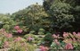 NARA. ISUI-EN - composizioni di fiori in primo piano e sullo sfondo lo stagno e al di là dei confini gli alberi presi in prestito dal paesaggio circostante