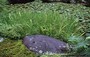 KYOTO EST. NANZEN-IN - giardino di passaggio con stagno: particolare di una composizione di pietre, piante acquatiche, muschi