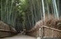 KYOTO - ARASHIYAMA . Il boschetto di bambù nei pressi del TENRYU-JI TEMPLE