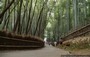 KYOTO - ARASHIYAMA . Percorriamo a piedi questo delizioso boschetto di bambù proprio dietro il TENRYU-JI TEMPLE