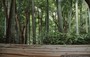 KYOTO - ARASHIYAMA. OKOCHI SANCHO - dalla sala da tè ci godiamo il sottostante boschetto di bambù