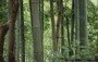KYOTO - ARASHIYAMA. OKOCHI SANCHO - il fusto dei bambù presenta internodi cavi e nodi cilindrici molto evidenti dai quali si sviluppano le foglie sottili e lanceolate