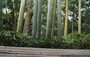 KYOTO - ARASHIYAMA. OKOCHI SANCHO - particolare della foresta di bambù vista dalla sala da tè