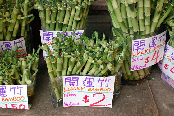 MONG KOK - Lucky bamboo in vendita al Flower Market