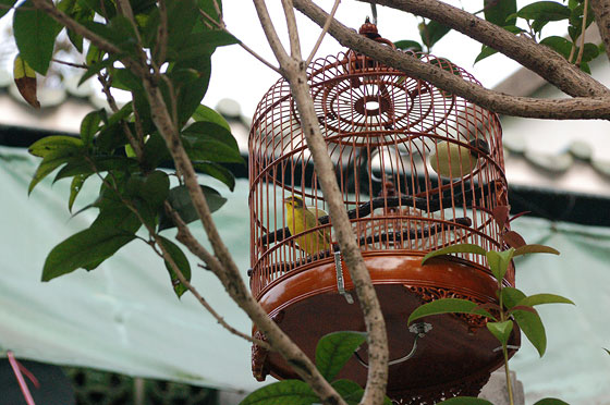 MONG KOK - Bird Garden: si può guardare e ascoltare ma è saggio evitare il contatto