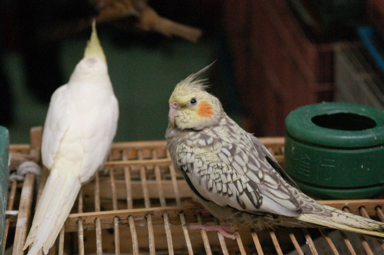 BIRD GARDEN MONG KOK - Uccelli canori