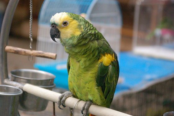 MONG KOK - Mercato degli Uccelli: che bel pappagallo!