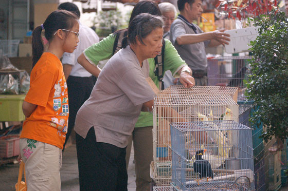 MONG KOK - I cinesi gradiscono molto la compagnia degli uccelli, soprattutto di quelli dal canto melodioso