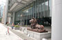 HONG KONG & SHANGHAI BANK. I due leoni in bronzo, simbolicamente posti a guardia dell'edificio assicurano armonia e protezione ed un feng shui positivo