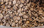 WAN CHAI. Le botteghe di erboristi cinesi vendono ingredienti quali pelle di ramarro, muschio di serpente e polvere di perla