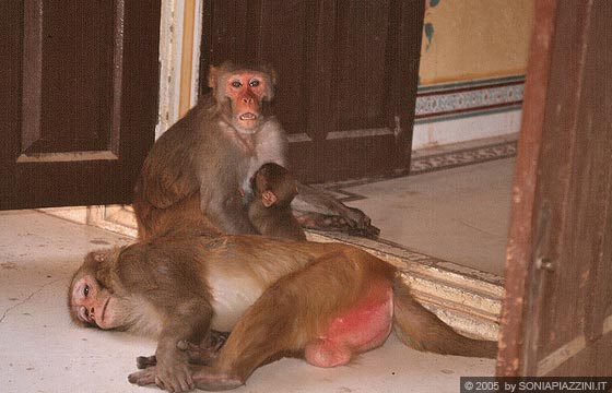 RAJASTHAN ORIENTALE - Jaipur - le scimmie circolano liberamente nel Tiger Fort