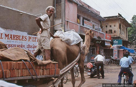 JAIPUR - Eccezionali mezzi di trasporto - un carro trasporta mattoni trainato da un cammello guidato da un anziano indiano con baffi e turbante