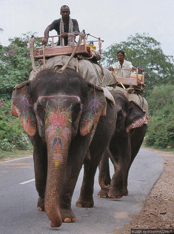 JAIPUR - Verso Amber Fort - particolare dell'elefante dipinto e del suo padrone 
