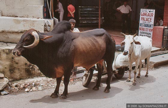 RAJASTAN MERIDIONALE - Mucche, bisonti o bufali indiani e animali di ogni tipo, circolano liberamente per le strade delle città indiane, anche a Udaipur 
